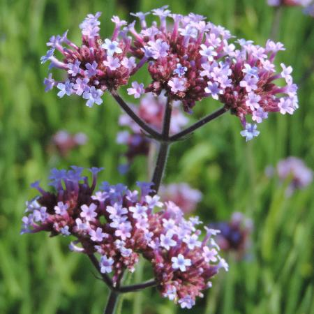 VERBENA