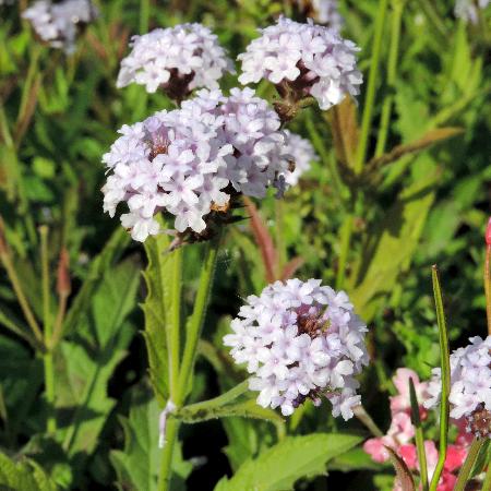 VERBENA rigida 'Polaris'