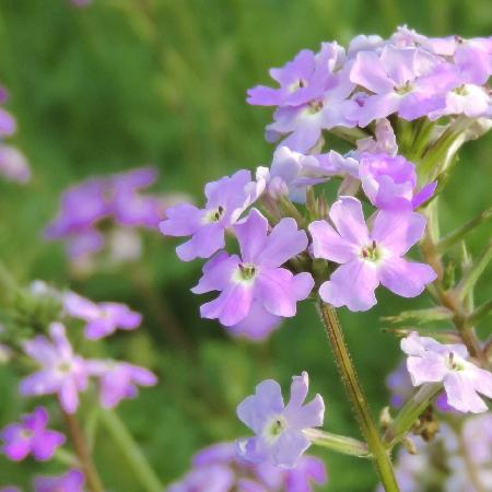 VERBENA tenuisecta