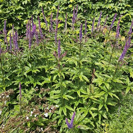 VERONICASTRUM