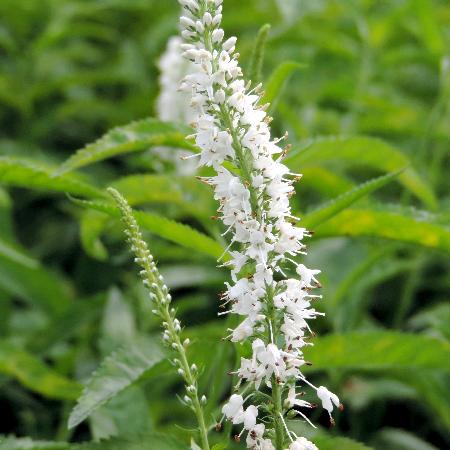 VERONICA longifolia 'Schneeriesin'