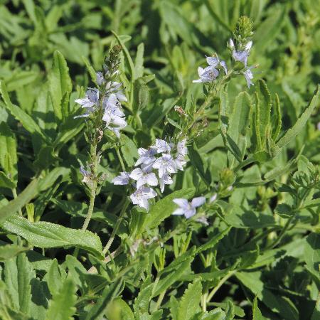VERONICA prostrata
