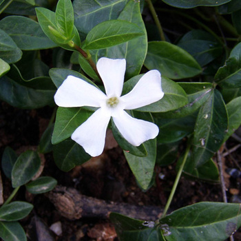 VINCA major 'Alba'