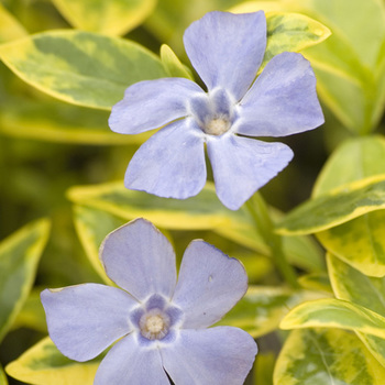 VINCA minor 'Aureovariegata'