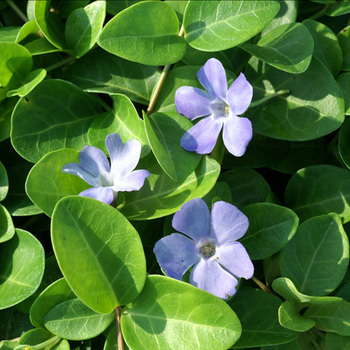 VINCA minor 'Grüner Teppich'