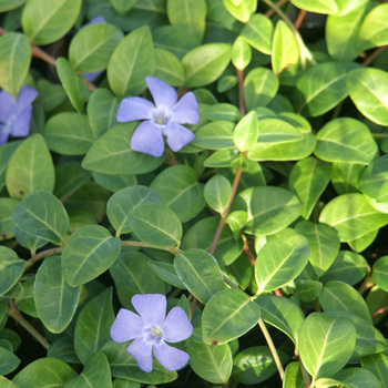 VINCA minor 'La Grave' ('Bowles Variety')