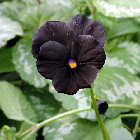 VIOLA 'Molly Sanderson' (Cornuta Group)