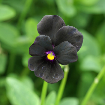 VIOLA 'Molly Sanderson' (Cornuta Group)