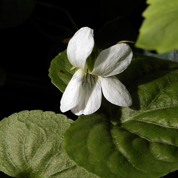 VIOLA sororia 'Albiflora'