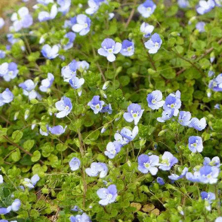 VERONICA filiformis