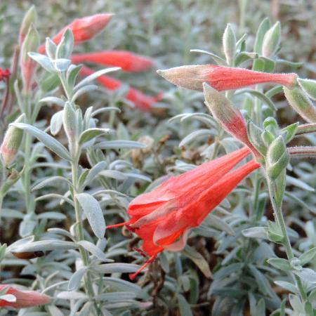 ZAUSCHNERIA californica 'Western Hills'