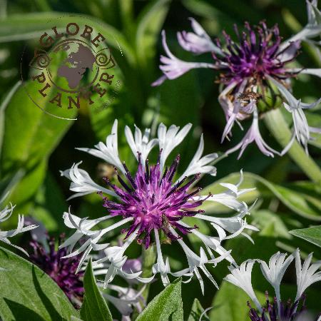 CENTAUREA montana 'Amethyst in Snow'