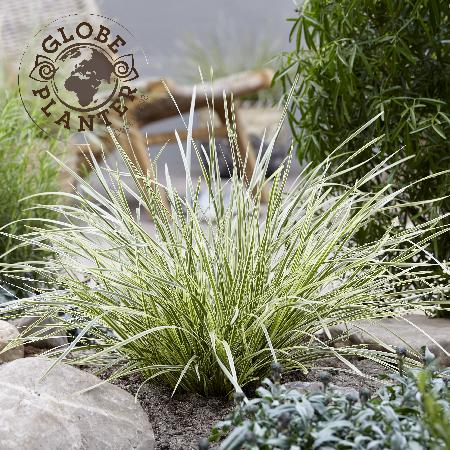 LOMANDRA